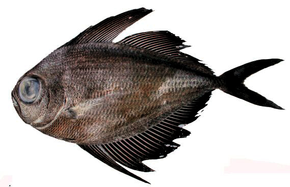 Pterycombus brama_006